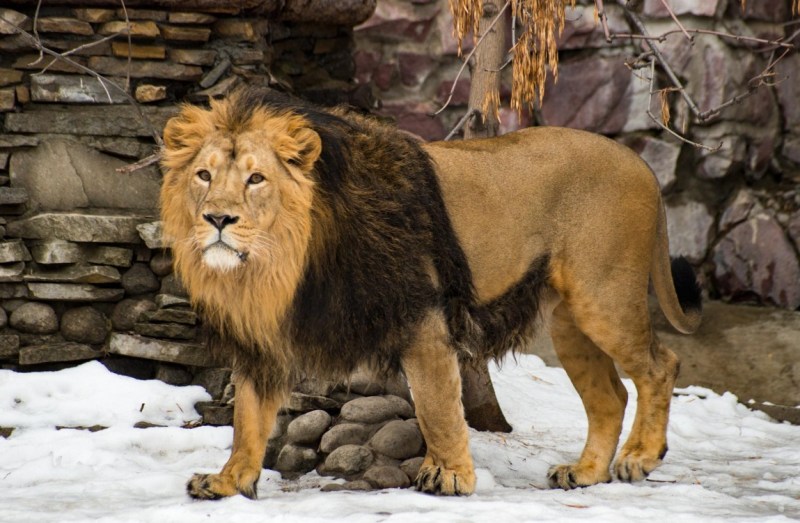 Азиатский Лев (Panthera Leo persica)