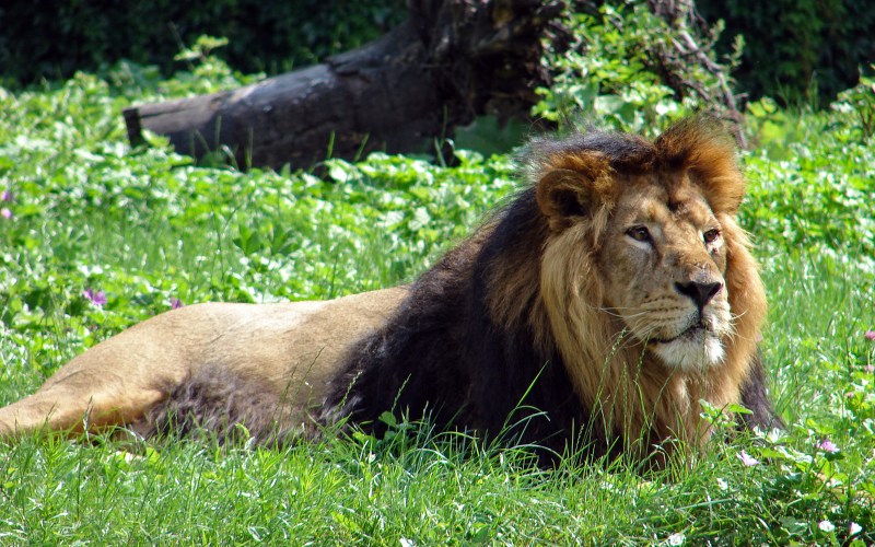 Лев (Panthera Leo)
