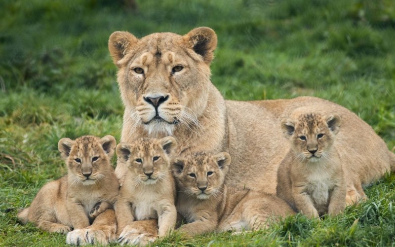 6 Lion Cubs