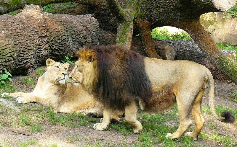 Лев (Panthera Leo)