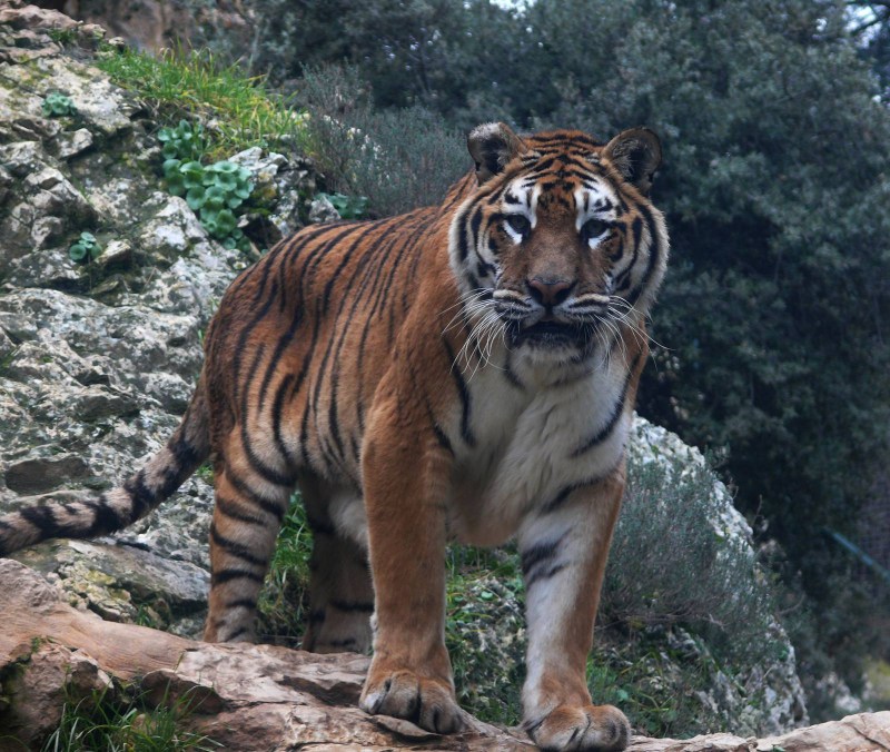 Panthera Tigris