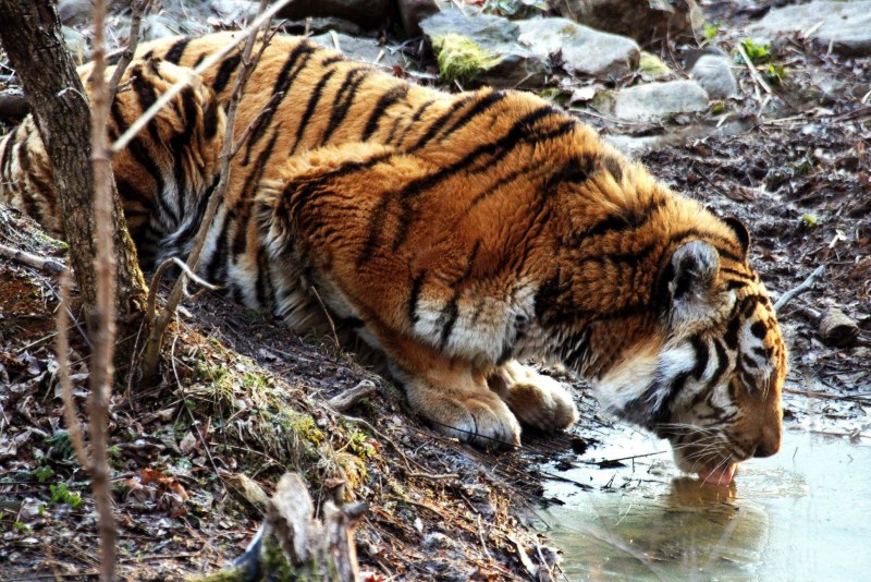 Panthera Tigris Tigris