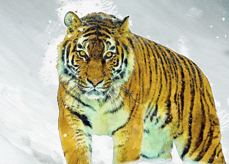 Amurian Tiger