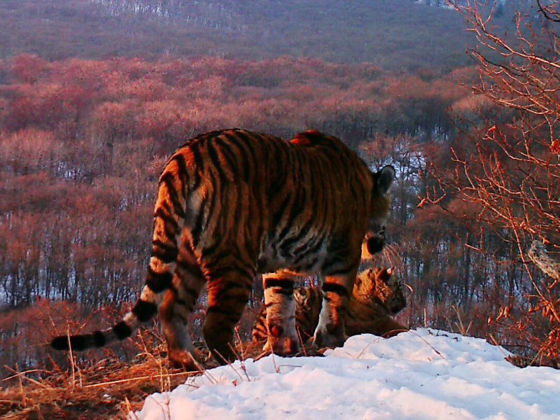 Амурский тигр на Камне