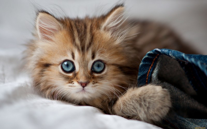 Красивые котики