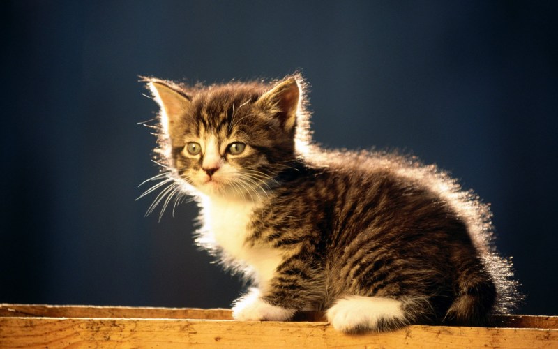 Котята фото