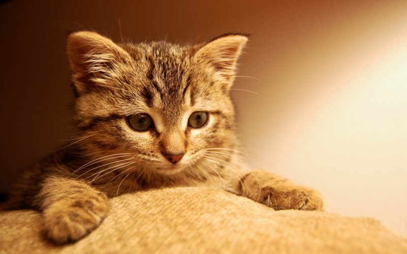 Красивые котики