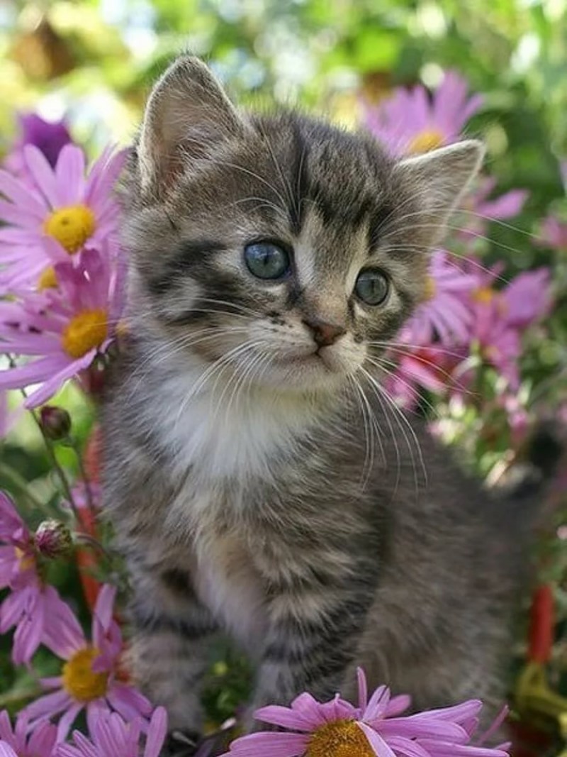 Котенок с цветами