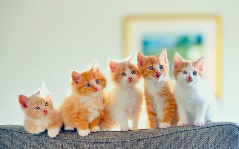 Красивые котята