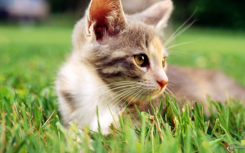 Котики картинки