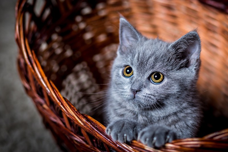 Красивая серая кошка
