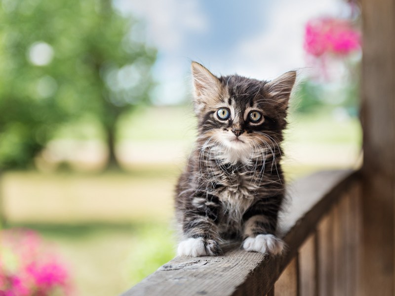 Красивые котики