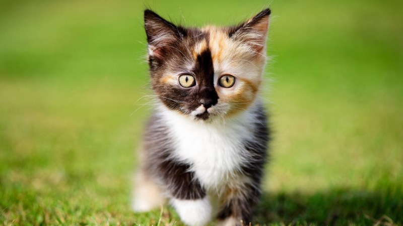 Разноцветная кошка