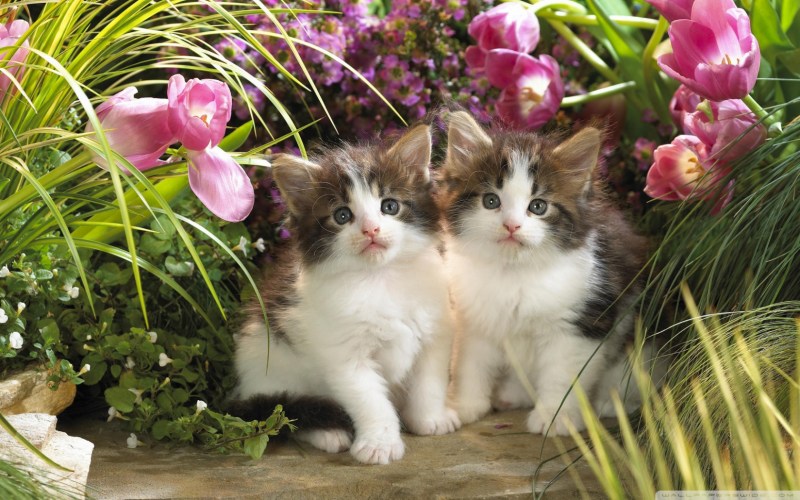 Котики в цветах