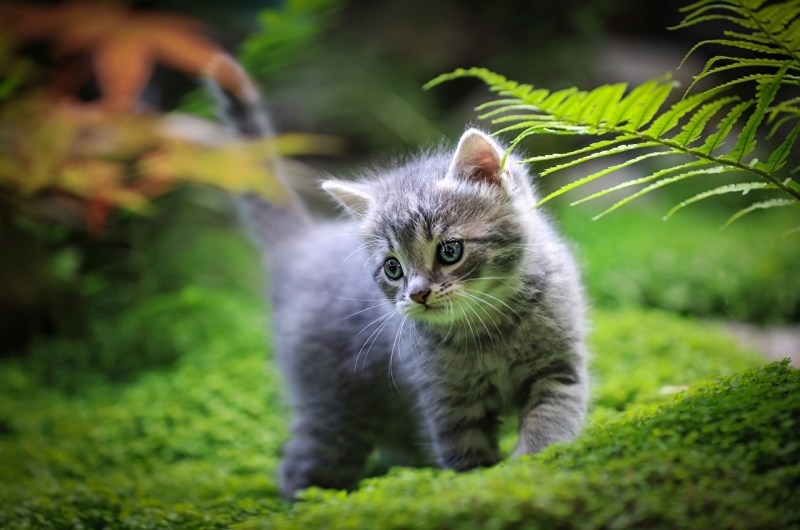 Обои котята