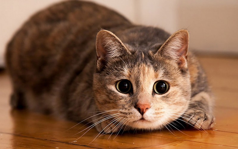 Картинки кошек