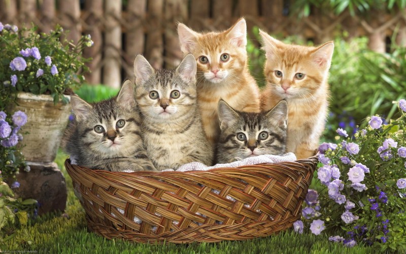 Кошка в лукошке