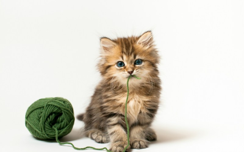Котёнок и клубок