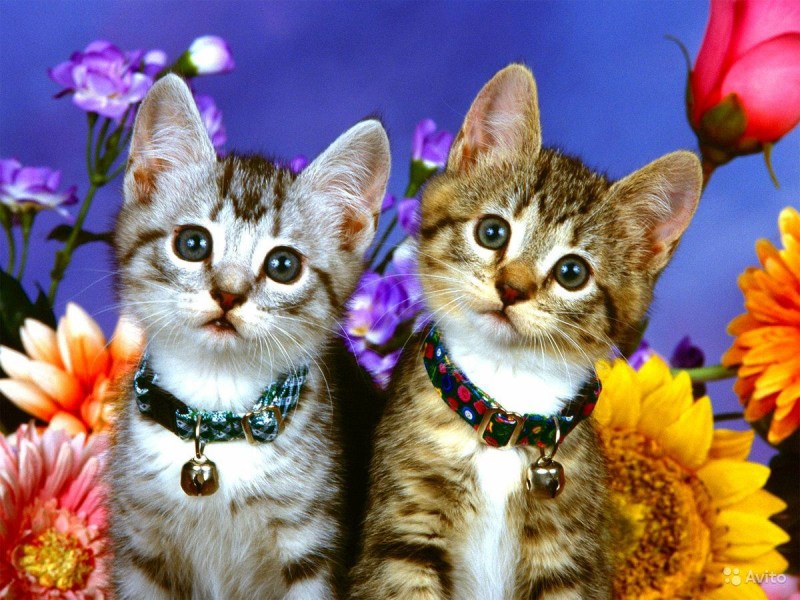 Красивые котики
