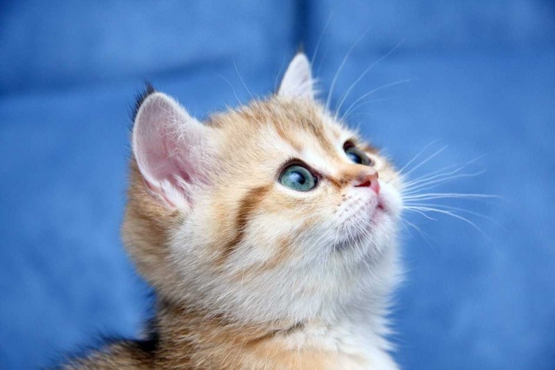 Красивые котята