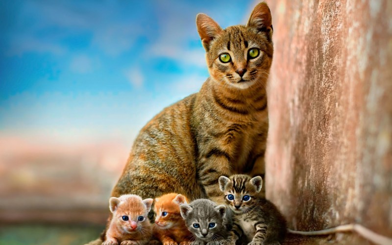 Кошка с котятами