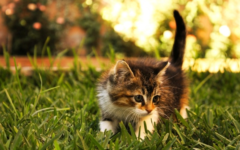 Красивые котята