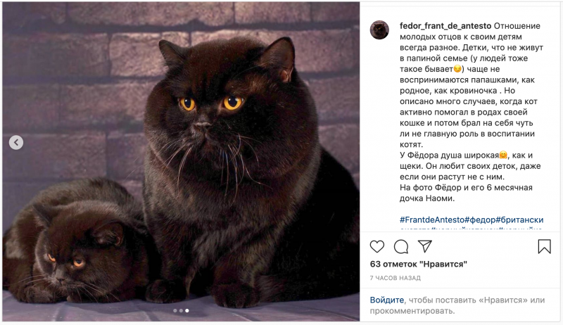 Кот Федор Михайлович щекастый