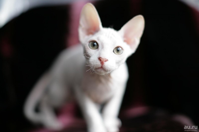Коты Воители сфинкс