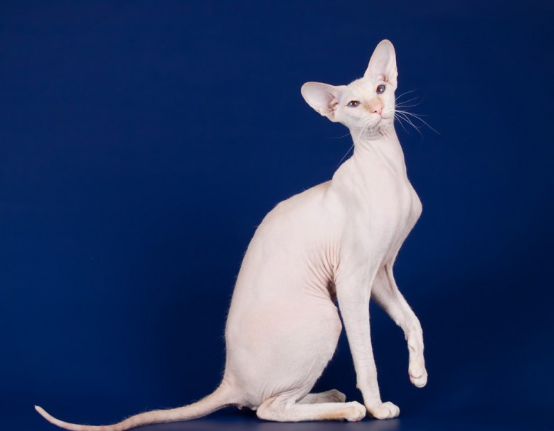 Кот и кошка сфинкс