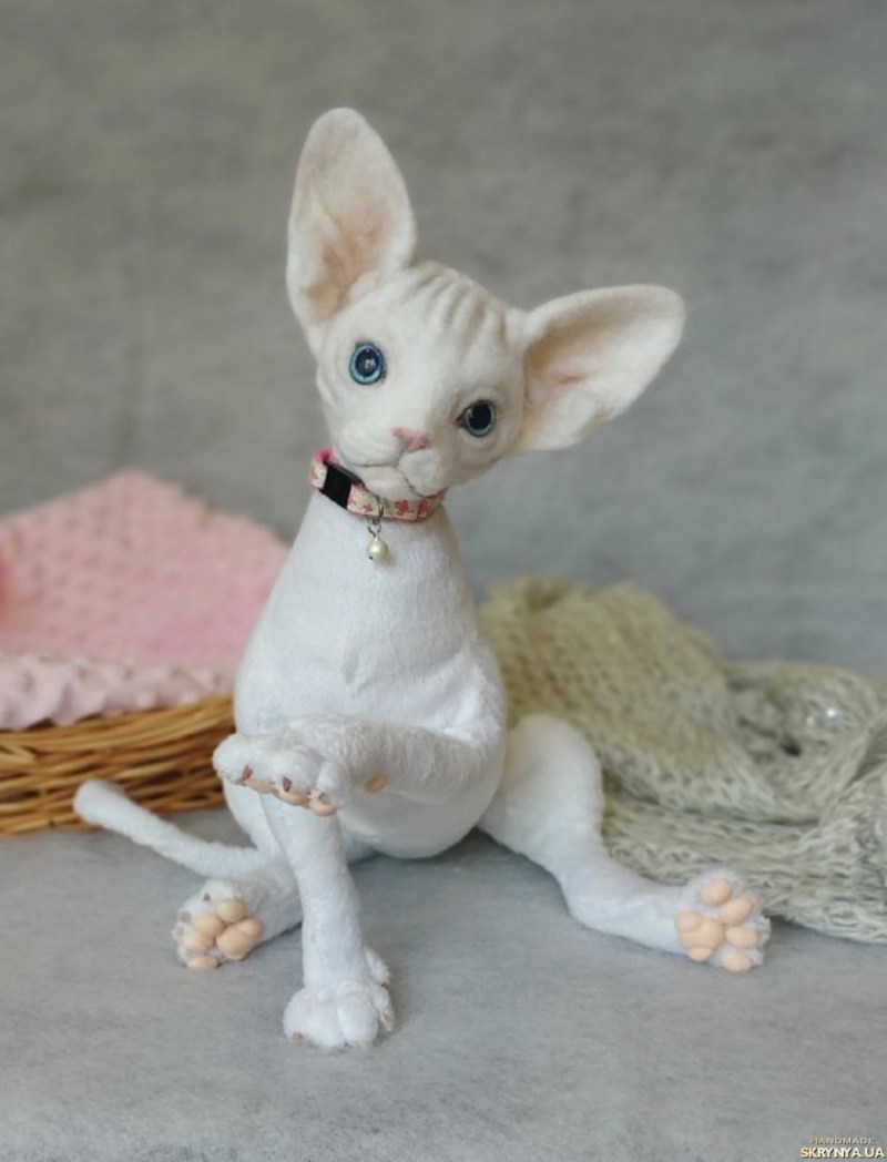 Корниш рекс кошка белая