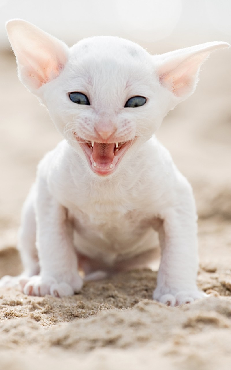 Кот сфинкс белый