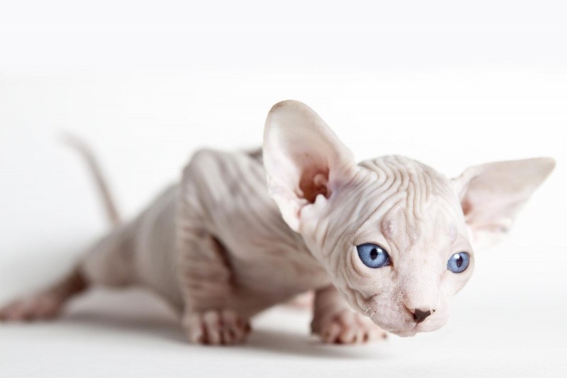 Sphynx Cat 3d