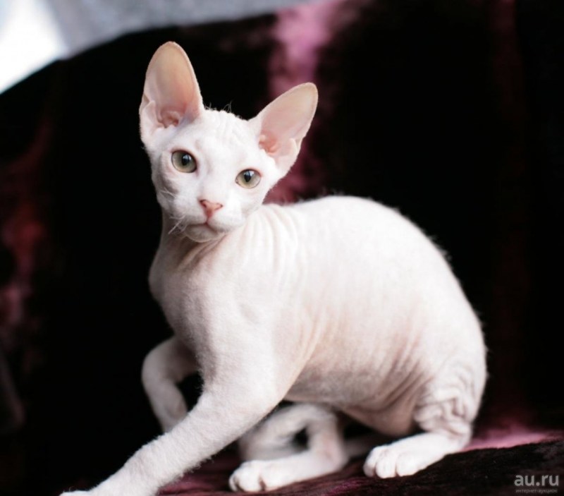 Корниш рекс белый котенок