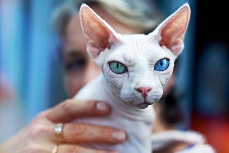 Кошка сфинкс сидит