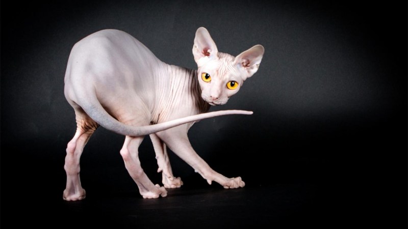 Чёрный сфинкс кошка