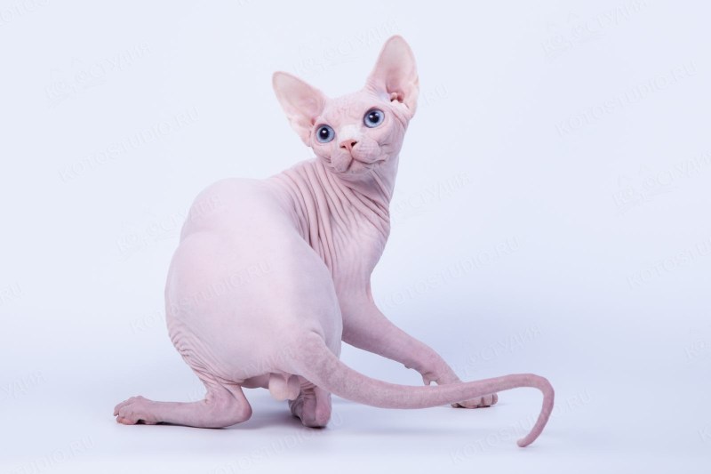 Донской сфинкс коричневый