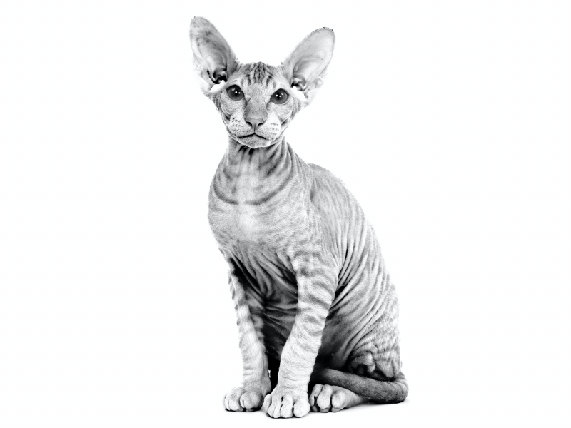 Королевский сфинкс