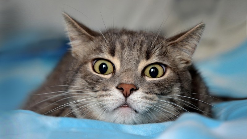 Смешной кот