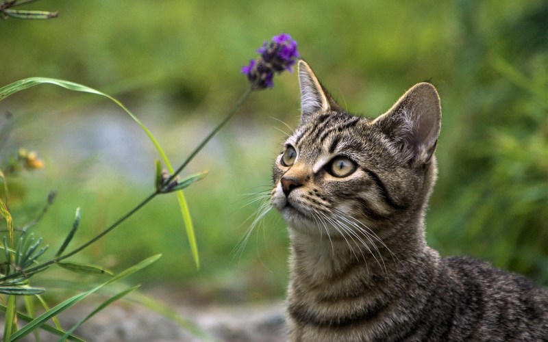 Котик на травке