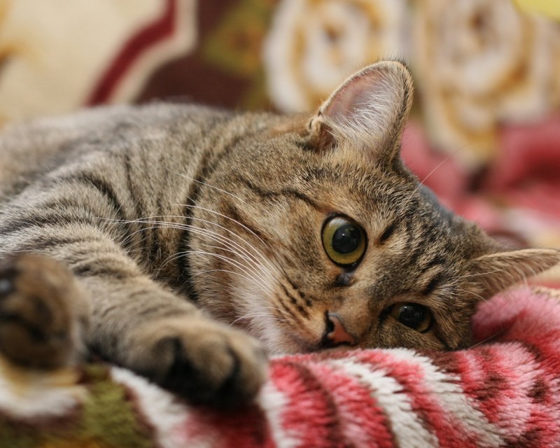 Полосатый котик
