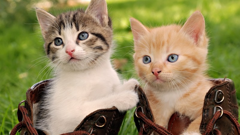 Классные котята