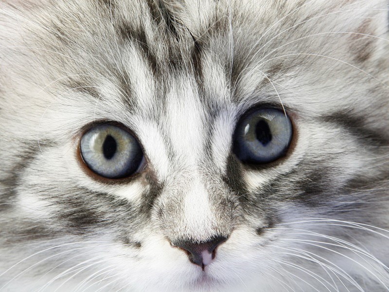Мордочка котенка