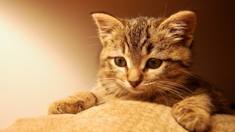 Красивые котики