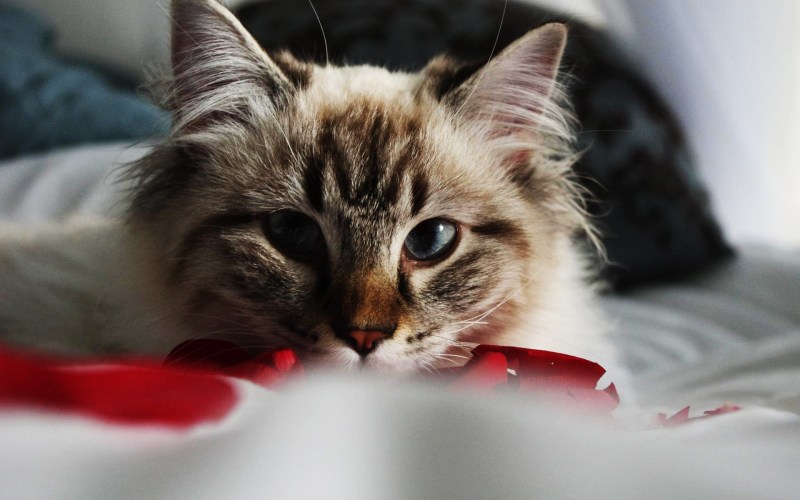 Рабочий экран милые котики