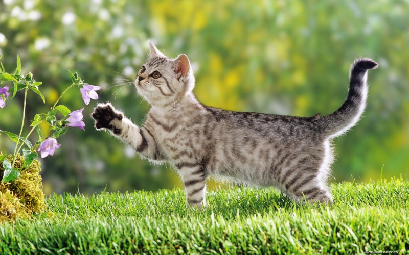 Красивые котики