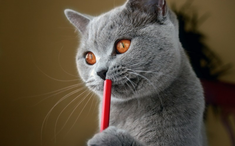 Картинки котиков на рабочий стол