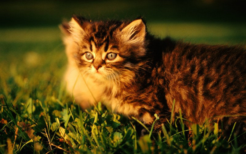Красивые котики