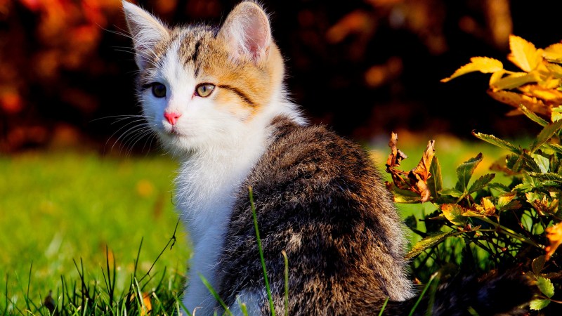 Котятки на природе
