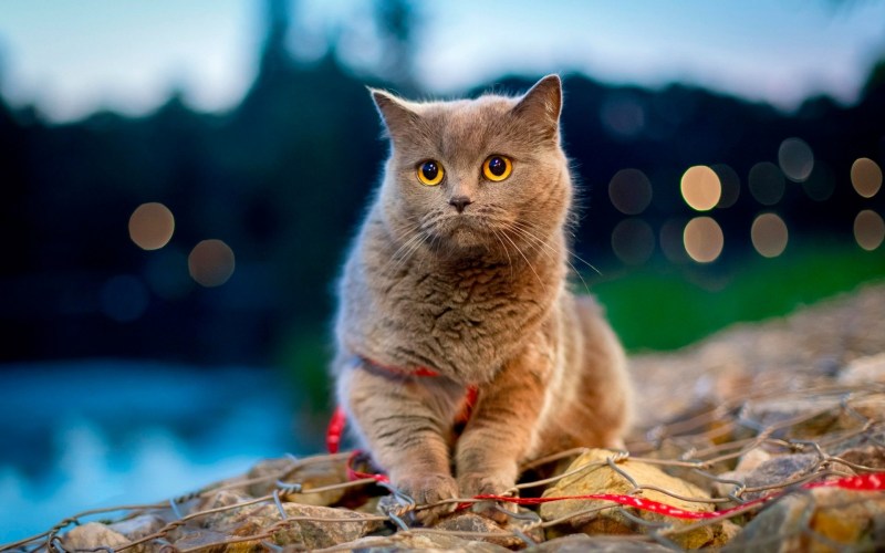 Красивые животные кошки