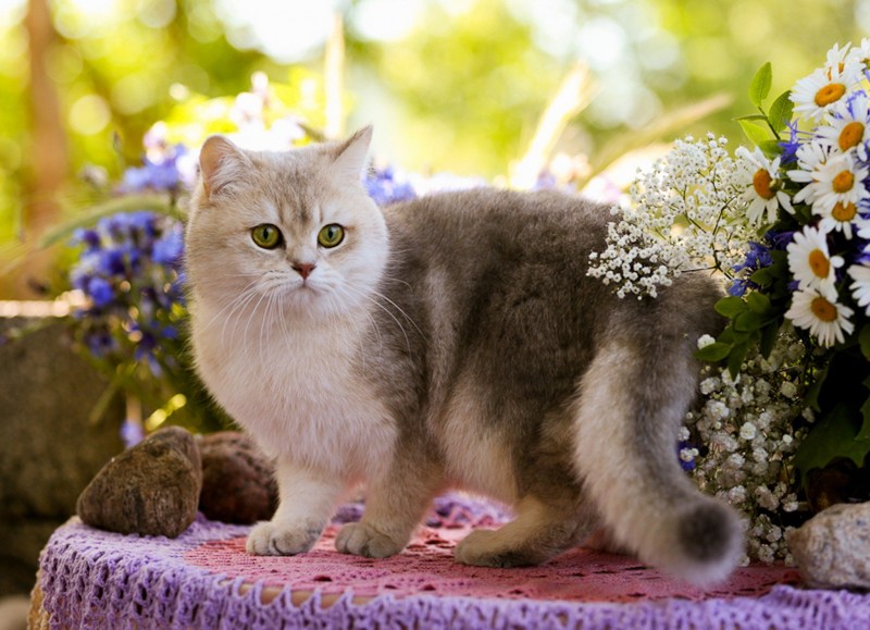 Красивые британские кошки